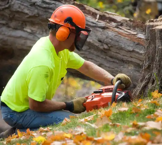 tree services Bangor